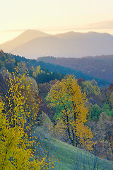 Image showing birch forest in sunny  autumn