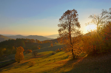 Image showing birch forest in sunny  autumn