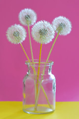 Image showing Bouquet of dandelions in vase 