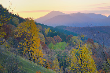 Image showing birch forest in sunny  autumn