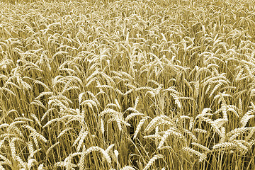 Image showing golden corn natural background