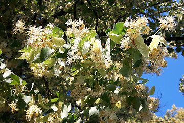 Image showing detail of basswood flowers