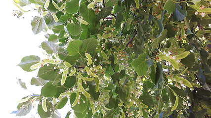 Image showing detail of basswood flowers