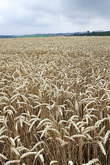 Image showing golden corn natural background