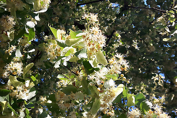 Image showing detail of basswood flowers