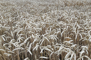 Image showing golden corn natural background