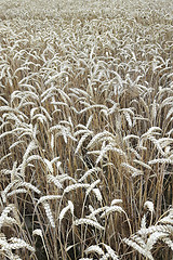 Image showing golden corn natural background