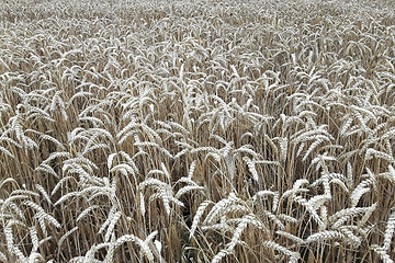 Image showing golden corn natural background