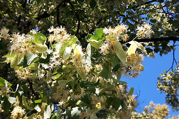 Image showing detail of basswood flowers