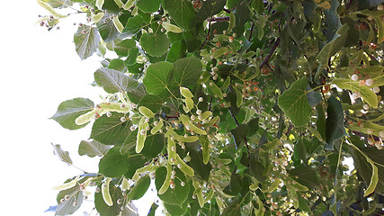 Image showing detail of basswood flowers