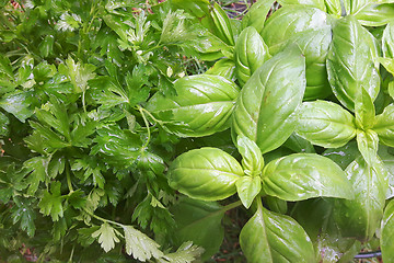 Image showing fresh green herbs