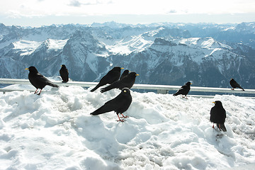 Image showing Blackbirds