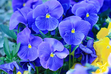 Image showing Blue pansies