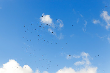 Image showing birds flying in the sky