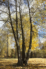 Image showing yellowing leaves on the trees