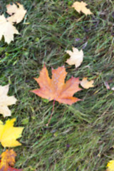 Image showing autumn in the park