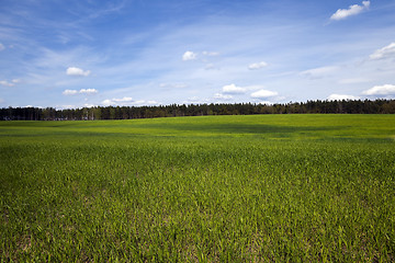 Image showing Agriculture. cereals. Spring