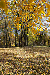 Image showing yellowing leaves of birch