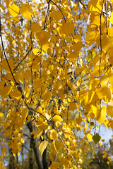 Image showing autumn in the park