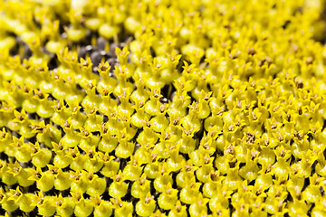 Image showing yellow flower sunflower