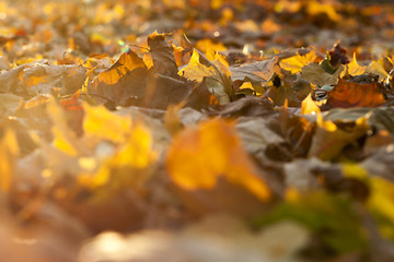 Image showing autumn in the park