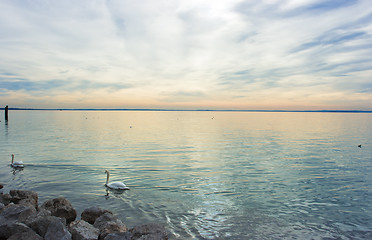 Image showing Swan lake