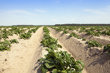 Image showing Agriculture, potato field