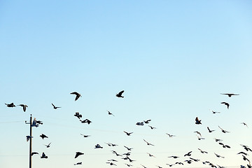 Image showing birds flying in the sky