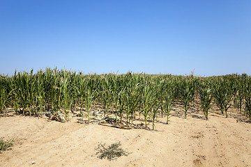 Image showing field with green onions