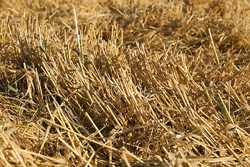 Image showing ripe yellow cereals