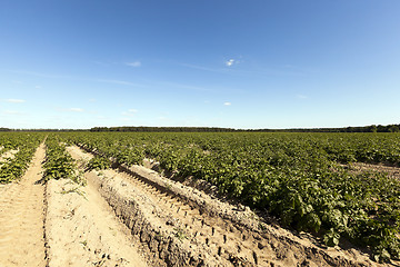 Image showing Field with potato