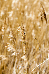 Image showing dry grass autumn