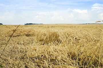 Image showing farm field cereals