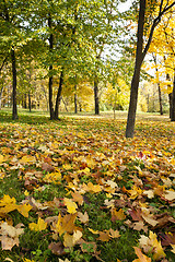 Image showing fallen leaves of trees in the park