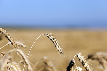 Image showing ripe yellow cereals