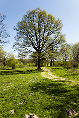 Image showing Dirt road, oak