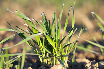 Image showing young grass plants, close-up