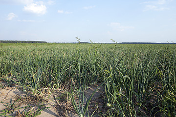 Image showing field with green onions