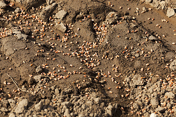 Image showing lying on the ground grain