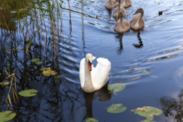 Image showing Swans family pond