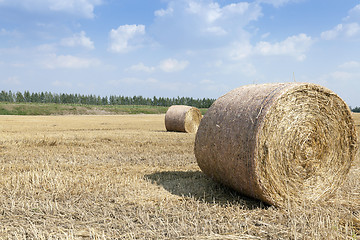 Image showing cereal harvest field