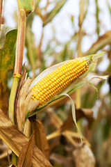 Image showing field with mature corn