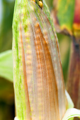 Image showing mature corn crop