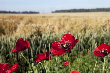 Image showing red poppies in a field