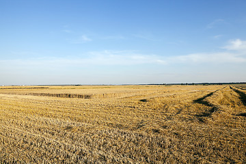 Image showing agricultural field with cereal