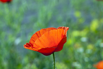 Image showing red poppies. summer