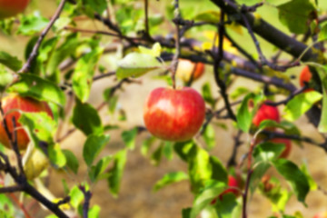 Image showing Apple on a branch