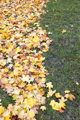 Image showing autumn in the park