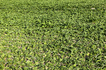 Image showing Field with sugar beet