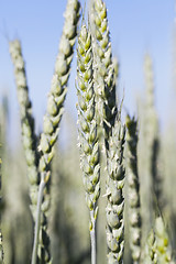 Image showing agricultural field wheat